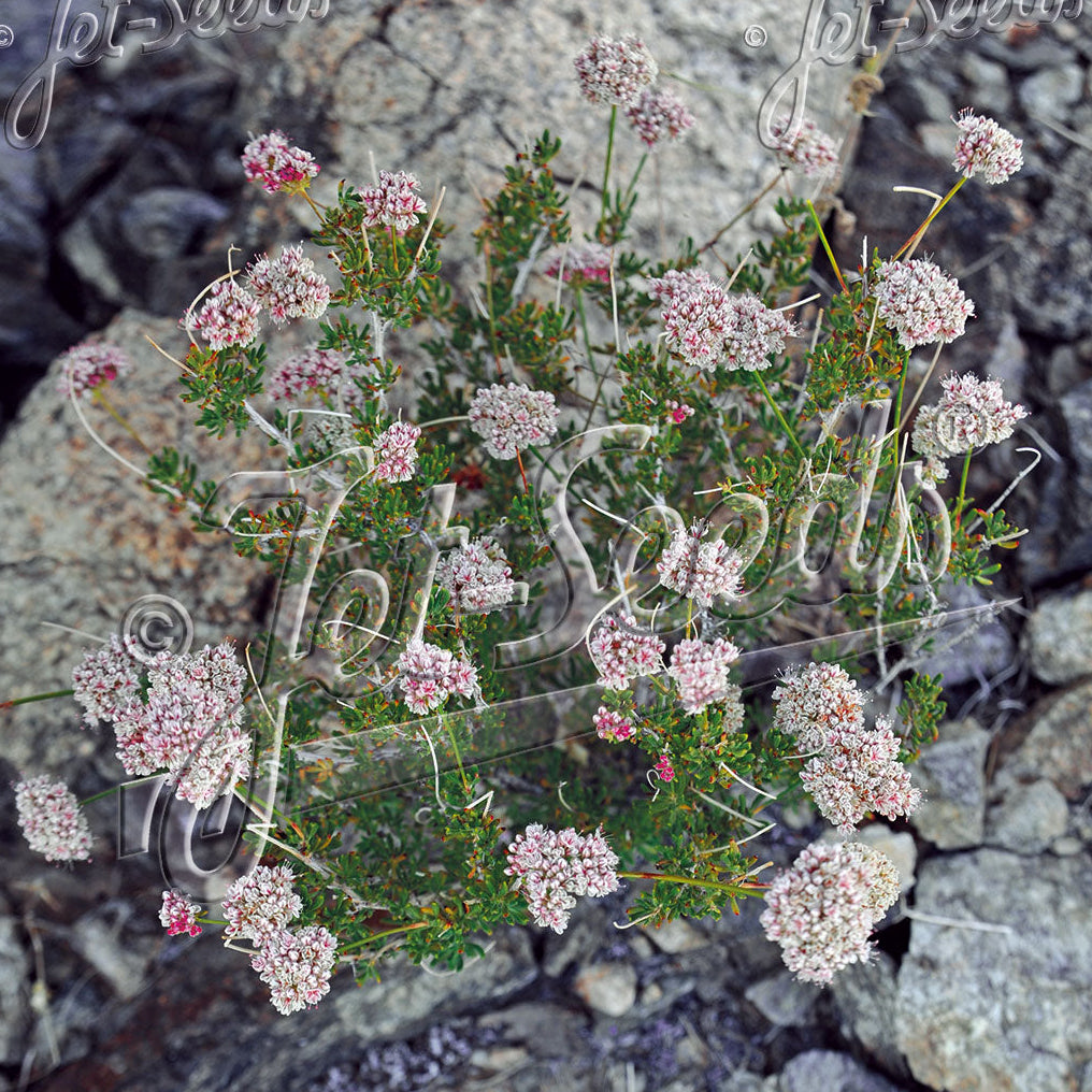 Eriogonum fasciculatum 1Q