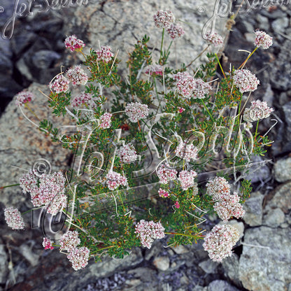 Eriogonum fasciculatum 1Q