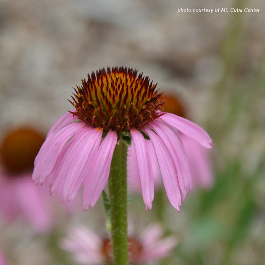Echinacea angustifolia 1Q