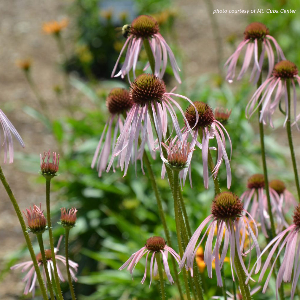 Echinacea pallida 1G