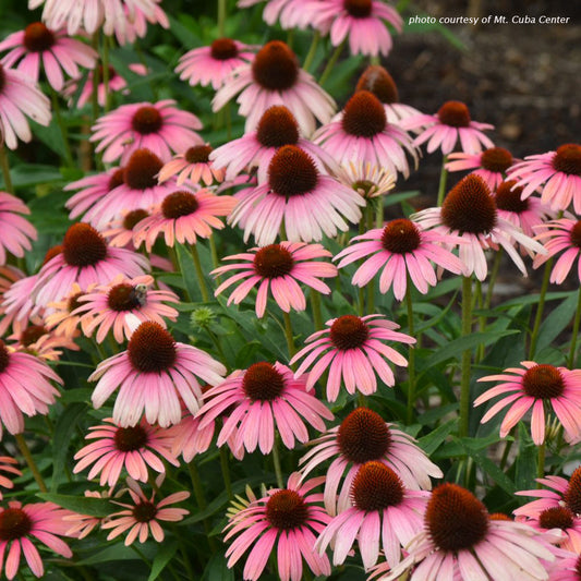 Echinacea x Rainbow Marcella 1G