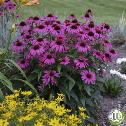 Echinacea x Purple Emperor 1G