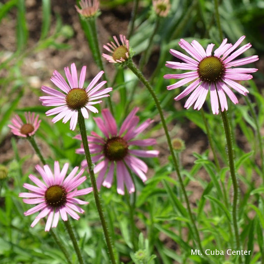 Echinacea tennesseensis Rocky Top 1Q