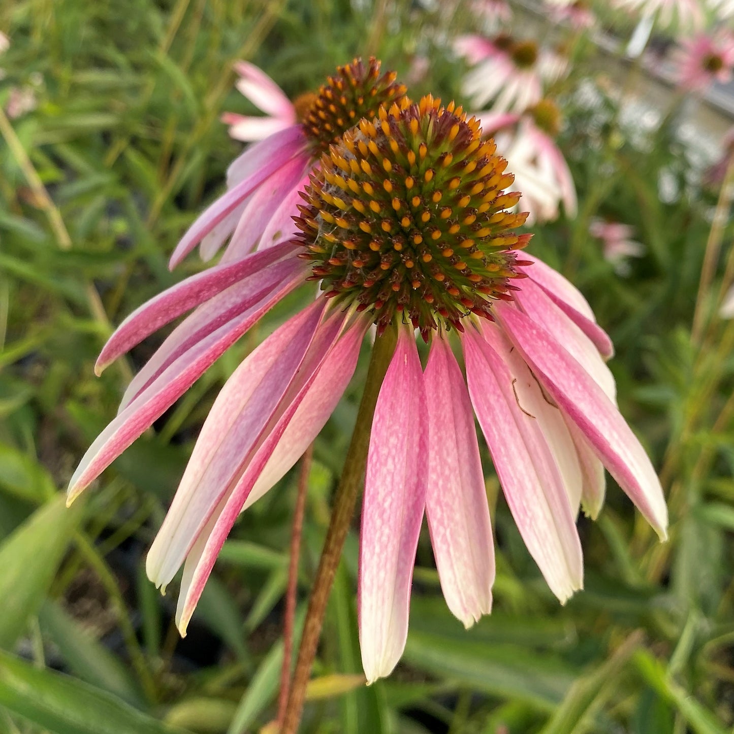 Echinacea x Pretty Parasols 1G (Coneflower)