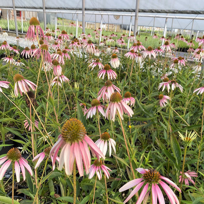 Echinacea x Pretty Parasols 1G (Coneflower)