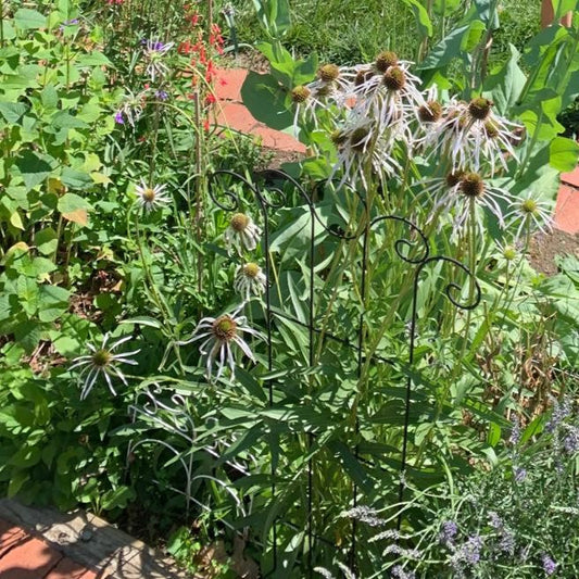 Echinacea pallida Hula Dancer 1Q