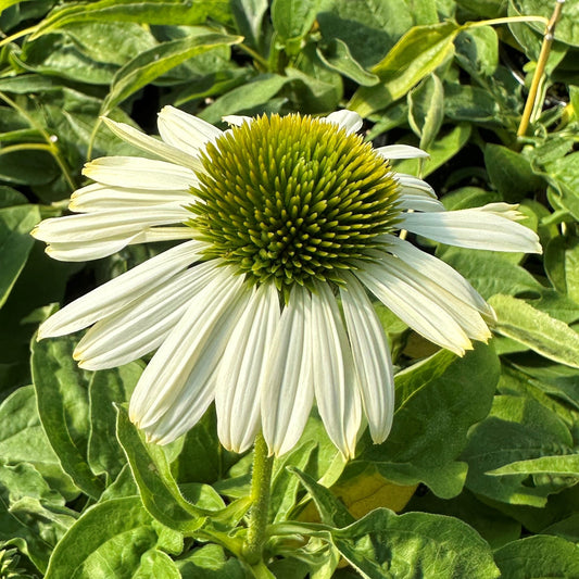Echinacea x Sombrero Blanco 1G