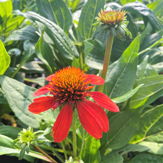 Echinacea x Sombrero Fiesta Orange 1G