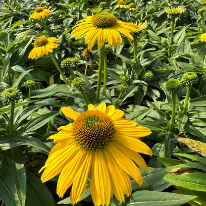 Echinacea x Sombrero Lemon Yellow 1G