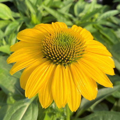 Echinacea x Sombrero Lemon Yellow 1G