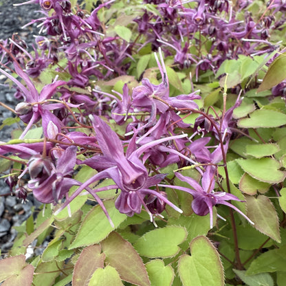 Epimedium grandiflorum 'Purple Prince' (Fairy Wings) 2.5"