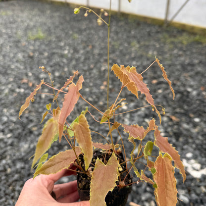 Epimedium sp. nova ‘Spine Tingler’ (Fairy Wings) 2.5"