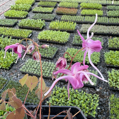 Epimedium grandiflorum Queen Esta 2.5"