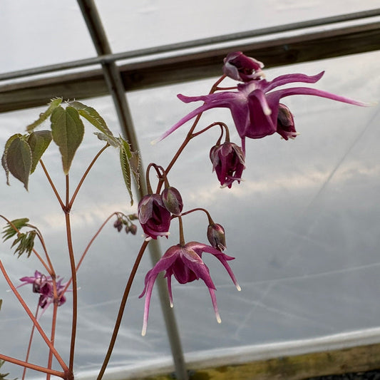Epimedium grandiflorum Purple Prince 2.5"