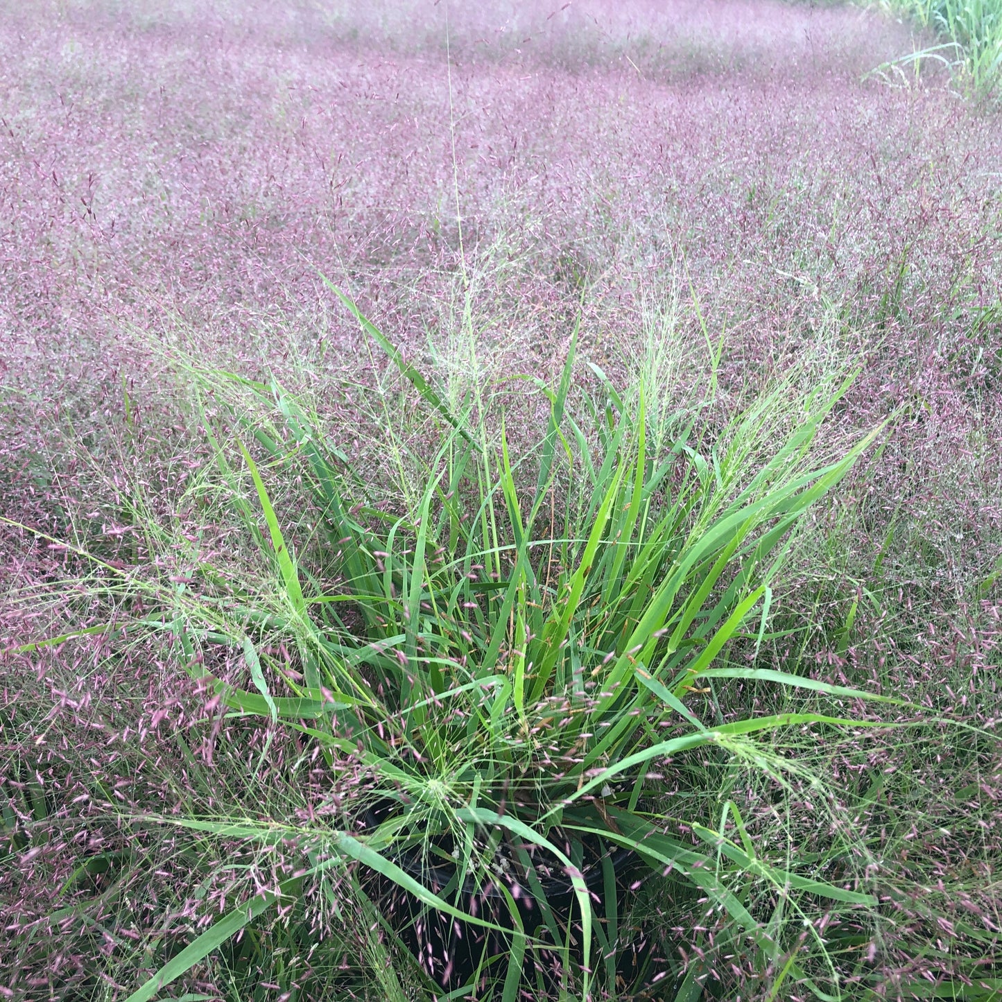 Eragrostis spectabilis 1G (Purple Love Grass)