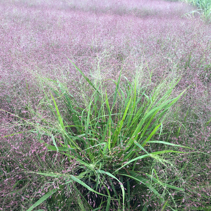 Eragrostis spectabilis 1G (Purple Love Grass)