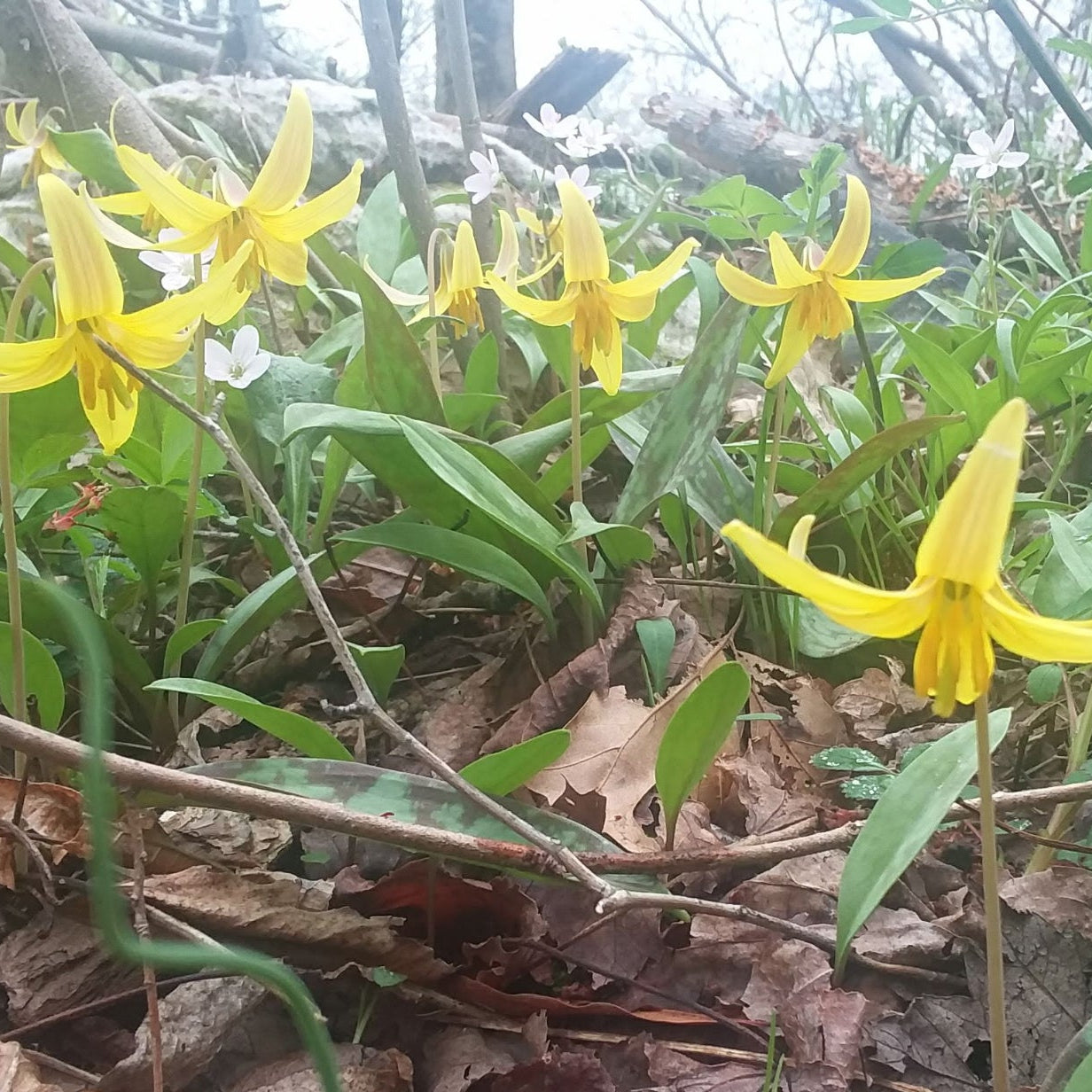 Erythronium americanum 3.25"