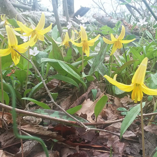 Erythronium americanum 3.25"