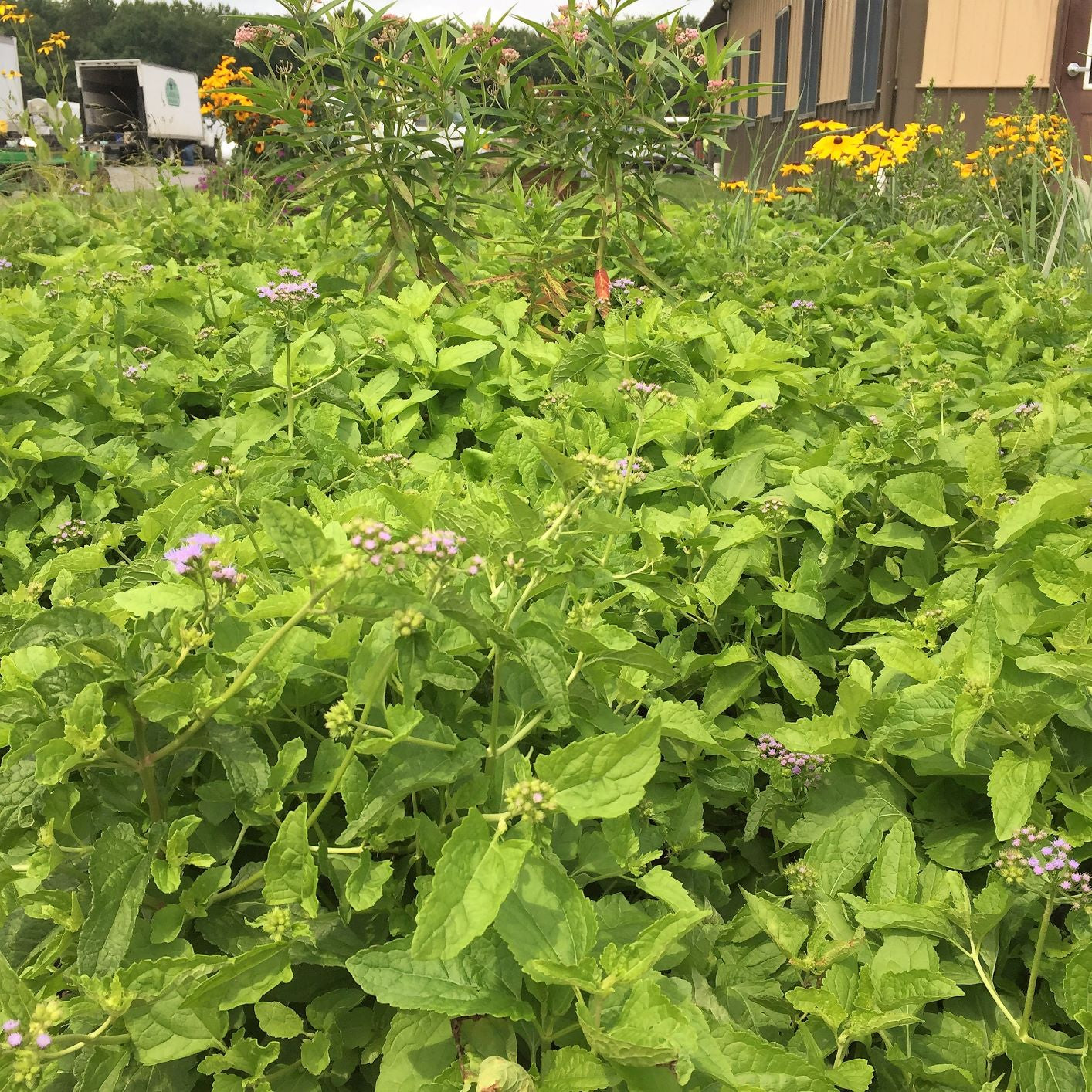 Eupatorium coelestinum 1G
