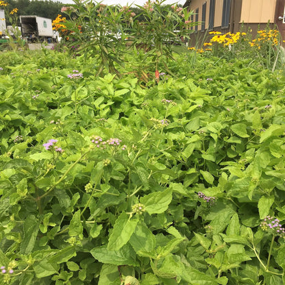 Eupatorium coelestinum 1G