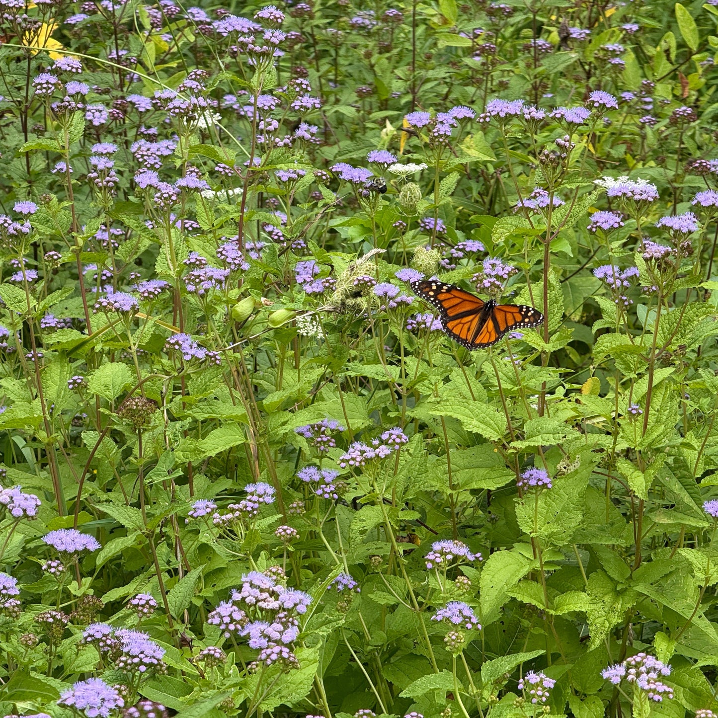 Eupatorium coelestinum 1Q