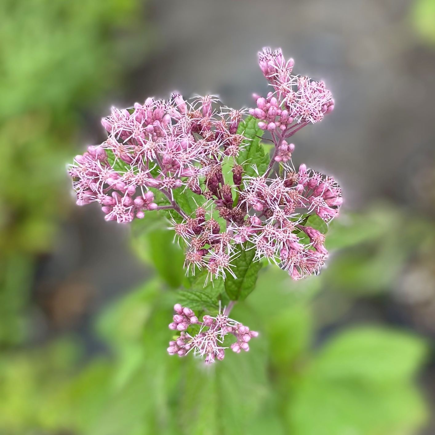 Eupatorium purpureum 1G
