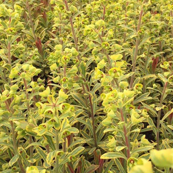 Euphorbia x martini 'Ascot Rainbow' 1G (Martin's Spurge)