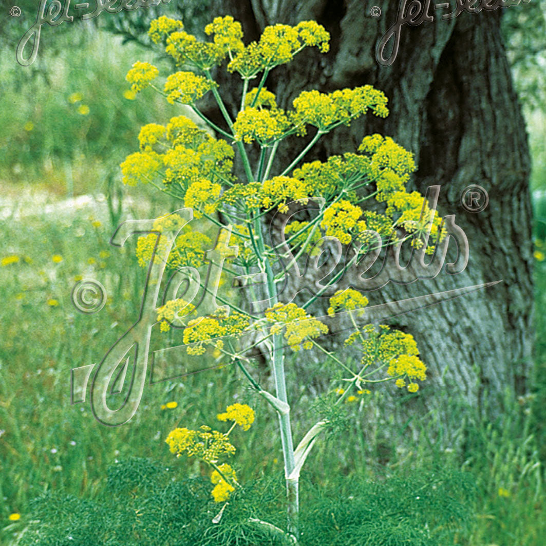 Ferula communis 1Q