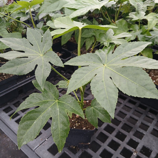 Fatsia japonica 1Q