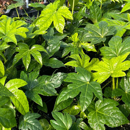 Fatsia japonica 1Q