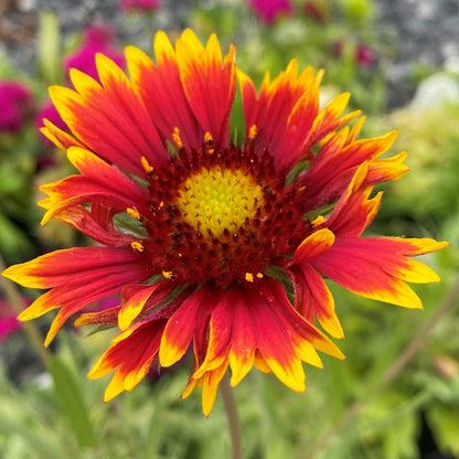 Gaillardia x Goblin 1G