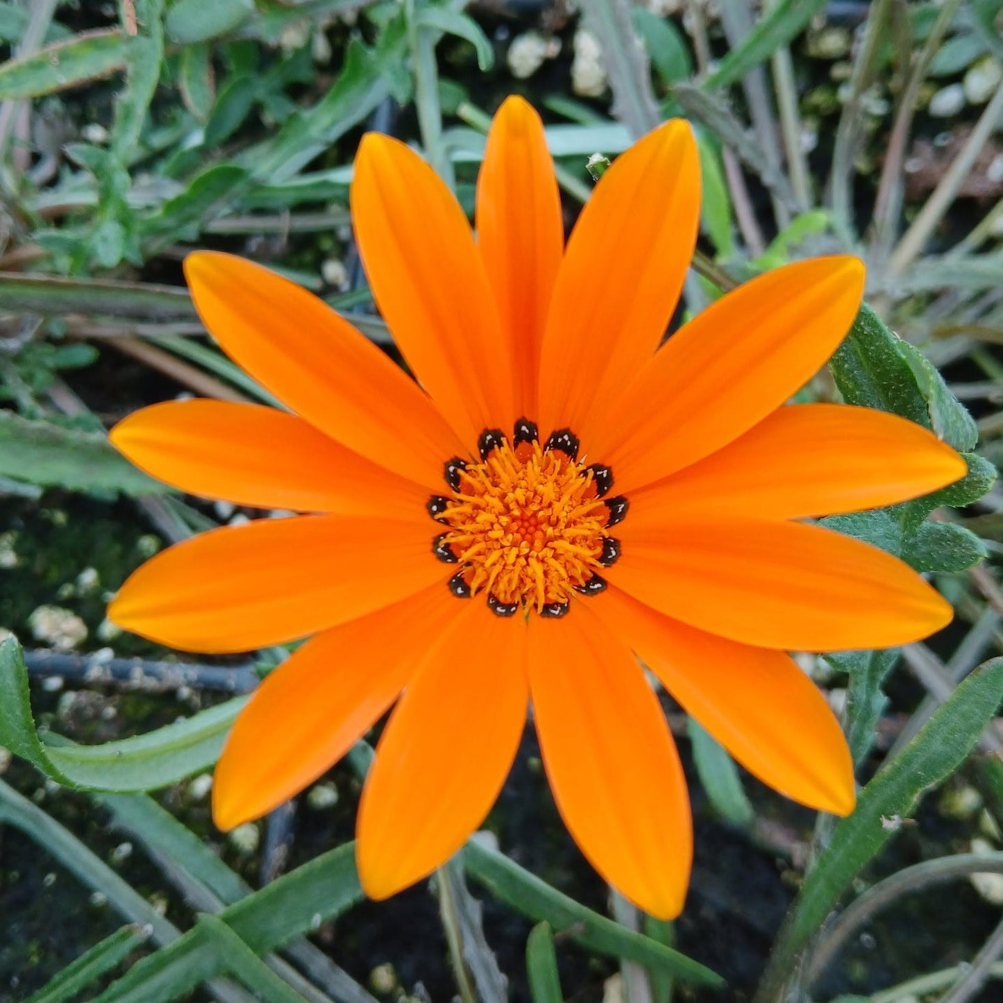 Gazania krebsiana Tanager 1Q