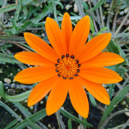 Gazania krebsiana Tanager 1Q