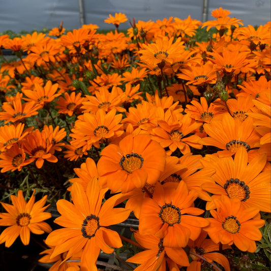 Gazania krebsiana Tanager 1Q