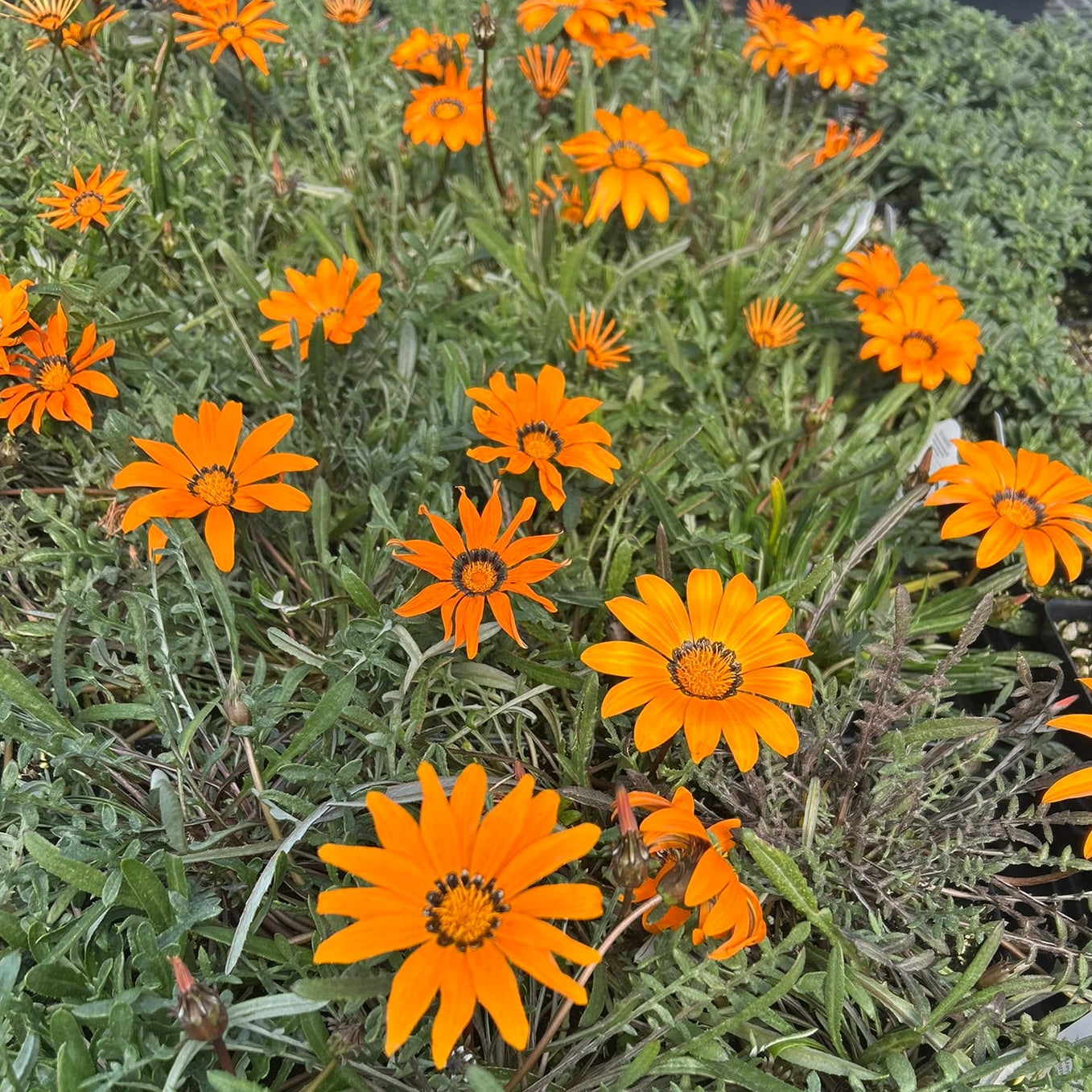 Gazania krebsiana Tanager 1Q