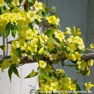 Gelsemium sempervirens Margarita 1G