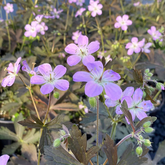 Geranium maculatum Espresso  1G