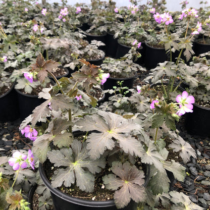 Geranium maculatum 'Huggy Bear' 1G (Spotted Cranesbill)