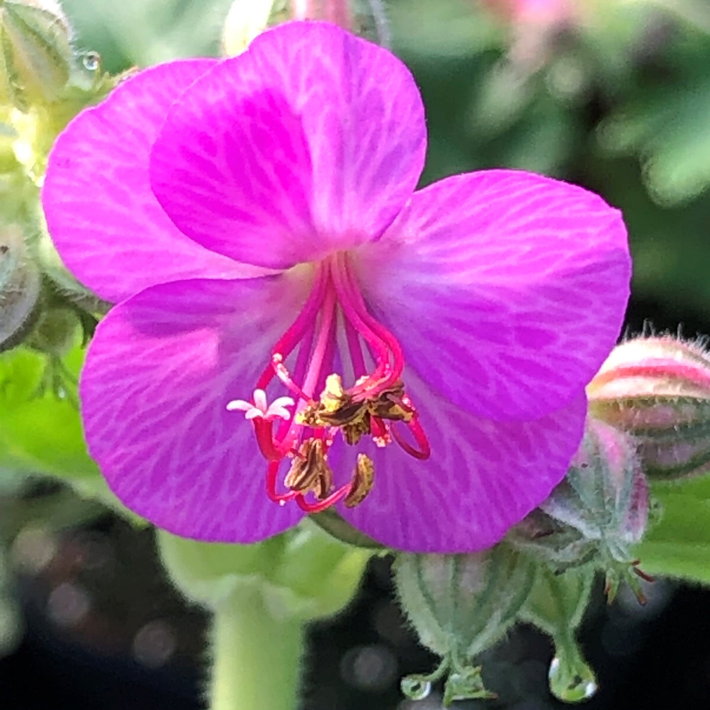 Geranium macrorrhizum Bevan's Variety 1Q