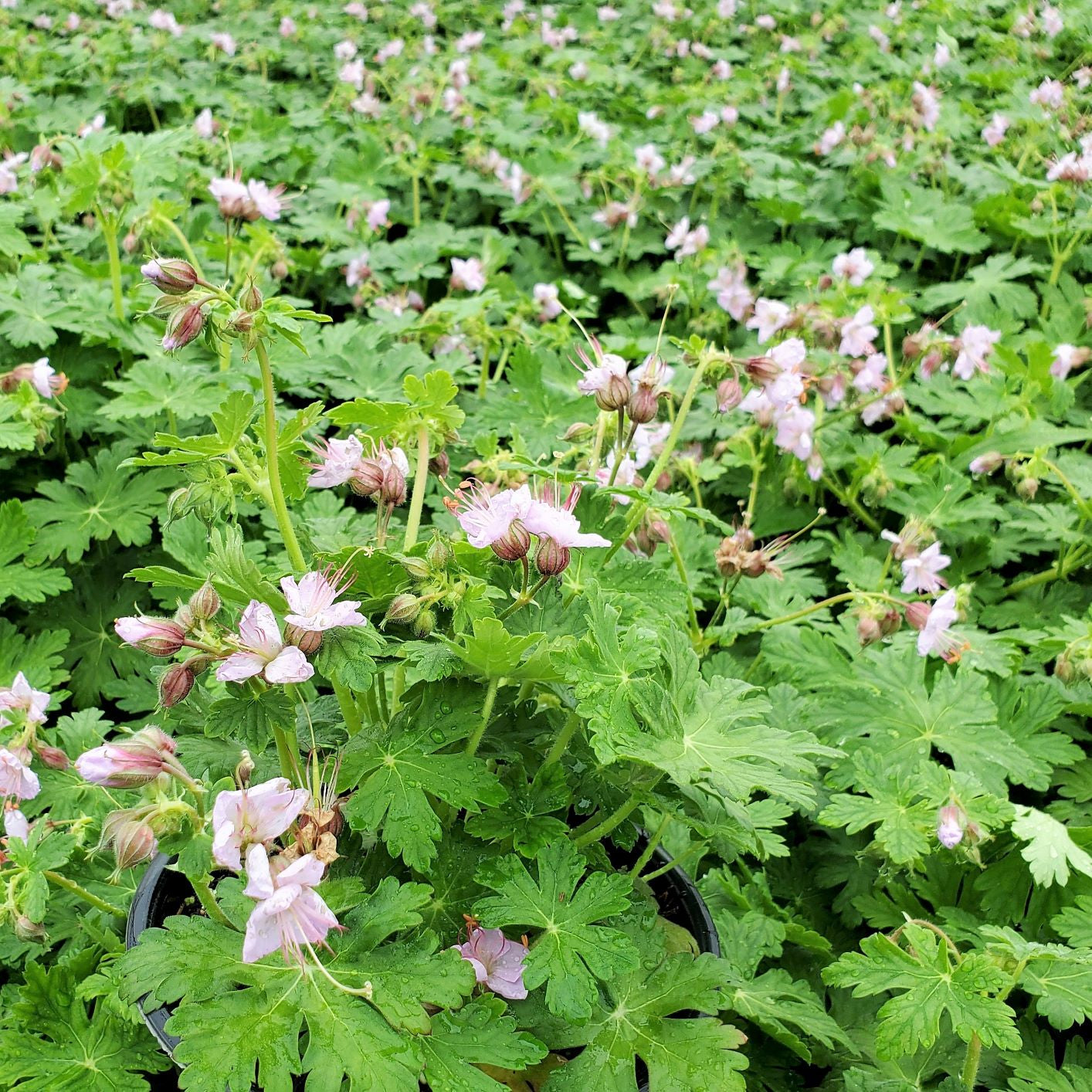 Geranium macrorrhizum Ingwersen's Variety 1G