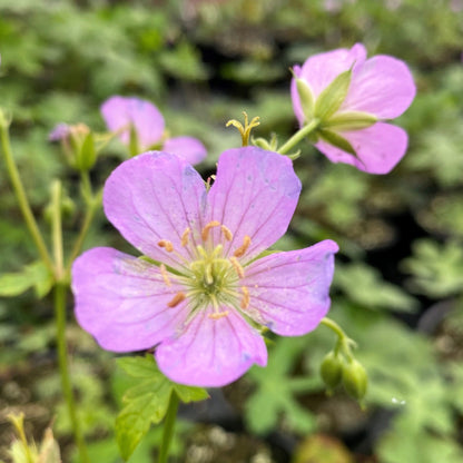 Geranium maculatum 1G