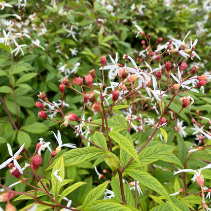 Gillenia trifoliata 1G (Bowman's Root)