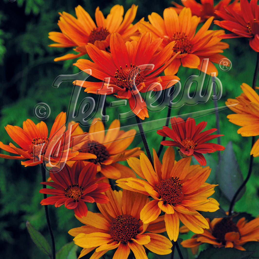 Heliopsis helianthoides var. scabra Bleeding Heart 1Q