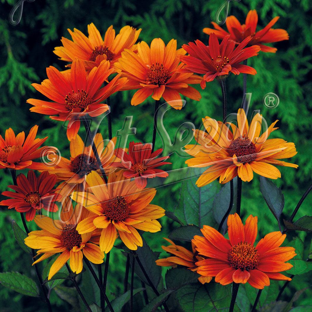 Heliopsis helianthoides var. scabra Bleeding Heart 1Q