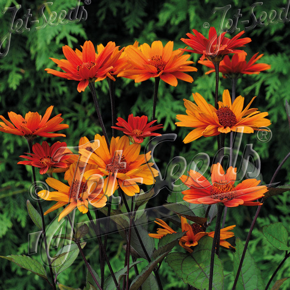 Heliopsis helianthoides var. scabra Bleeding Heart 1Q