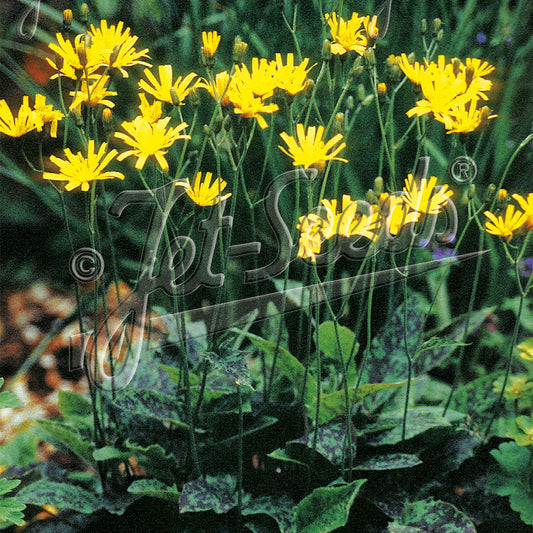 Hieracium maculatum Chocolate Dip 1Q