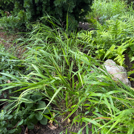Hakonechloa macra Beni-Kaze 1G