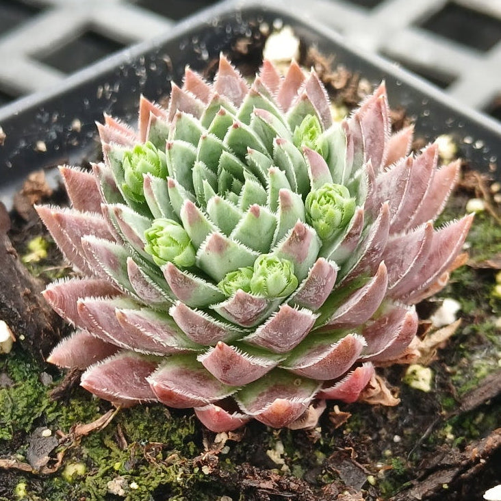 Jovibarba hirta Hedgehog 3.25"