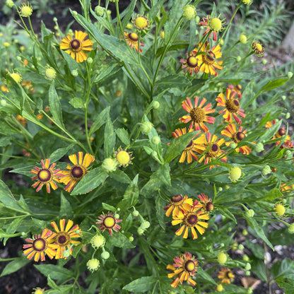 Helenium x 'Loysder Wieck' 1G (Sneezeweed)