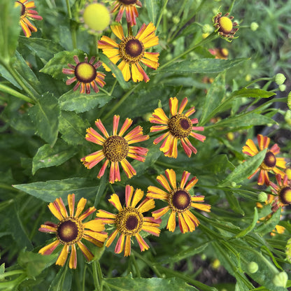 Helenium x 'Loysder Wieck' 1G (Sneezeweed)